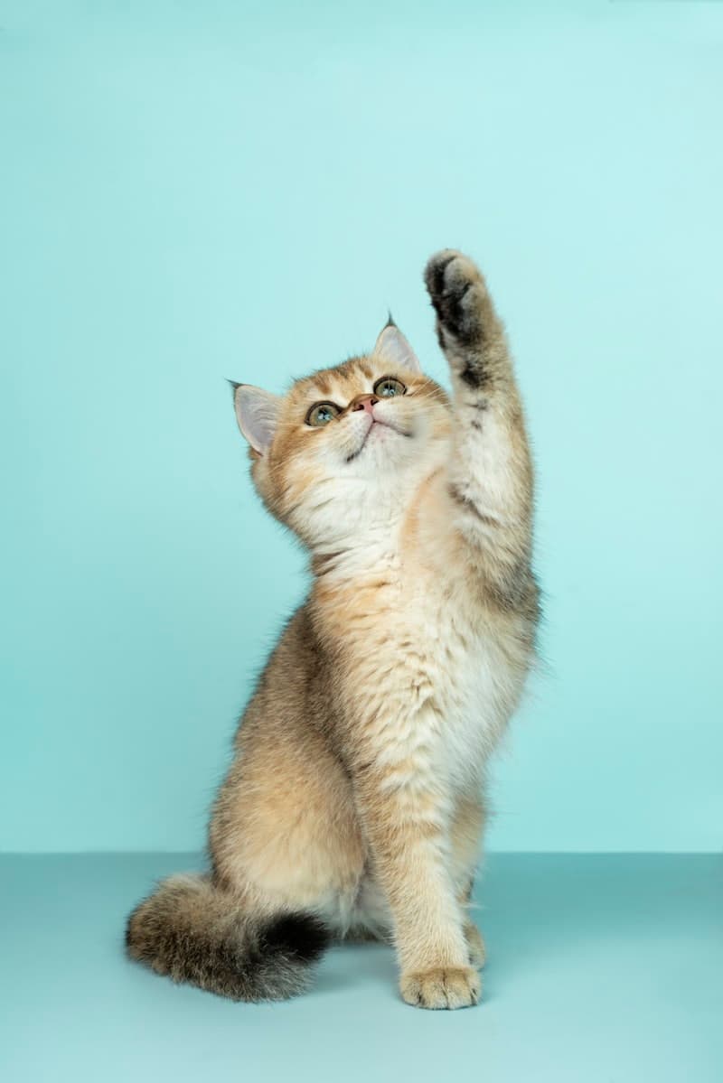 Smart pet technology devices including GPS collars and automated feeders